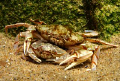   Love sea.Latin name Partunus holsatus.Bulgarian nameSwimming crab.Canon G9housing Canonstrobe Ikelite AF 35. sea".Latin sea"Latin sea" Latin name- holsatusBulgarian holsatus Bulgarian name-Swimming Swimming crabCanon crab Canon 35  